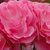 Roz - Trandafiri miniatur - pitici - Moana
